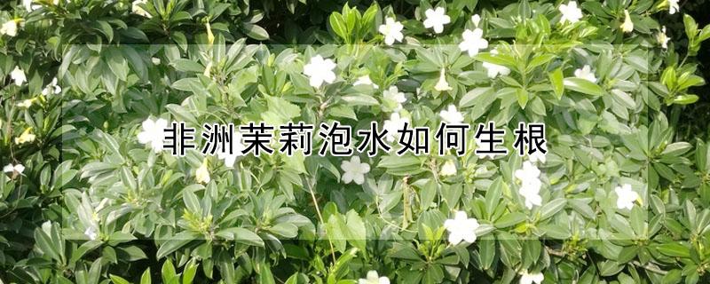 非洲茉莉泡水如何生根 非洲茉莉扦插繁殖需要泡根吗