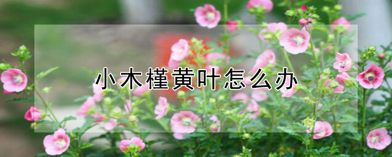 小木槿黄叶怎么办（小木槿花黄叶）