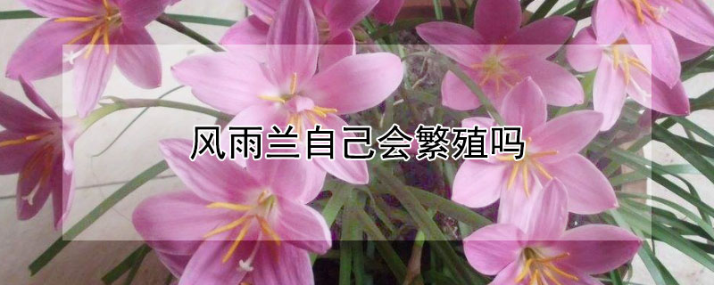 风雨兰自己会繁殖吗（风雨兰自己会繁殖吗(能而且很多）