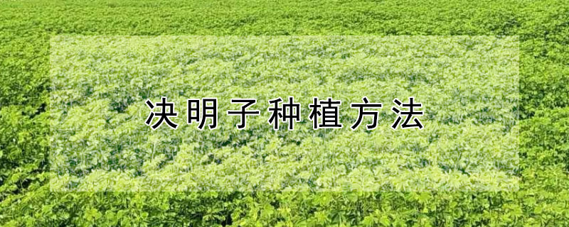 决明子种植方法 决明子的种植方法