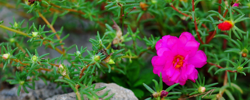 太阳花怎么养（太阳花怎么养才能开花爆盆）
