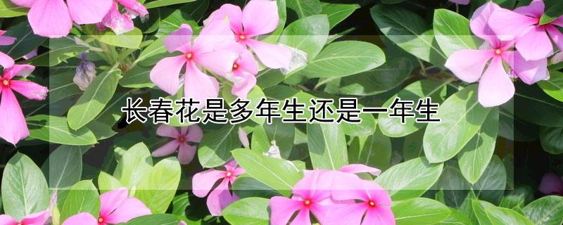 长春花是多年生还是一年生(长春花是多年生还是一年长草花)
