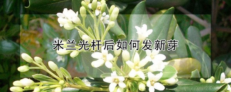 米兰光杆后如何发新芽（米兰花为什么不发新芽）