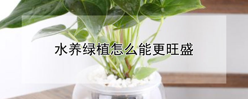 水养绿植怎么能更旺盛 水养花怎么养才能更旺盛