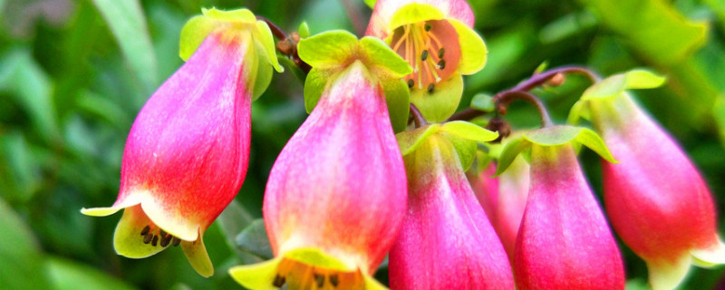 长寿宫灯花怎么过夏天(长寿宫灯花怎么修剪)