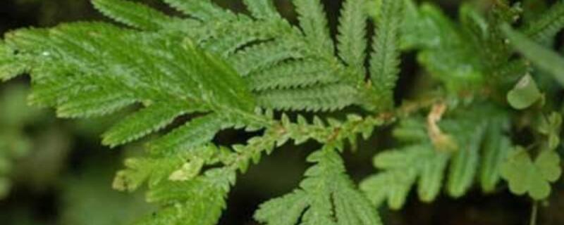 草地卷柏怎么养（伏地卷柏怎么养）