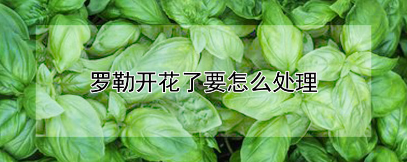 罗勒开花了要怎么处理 罗勒的花要剪掉吗?