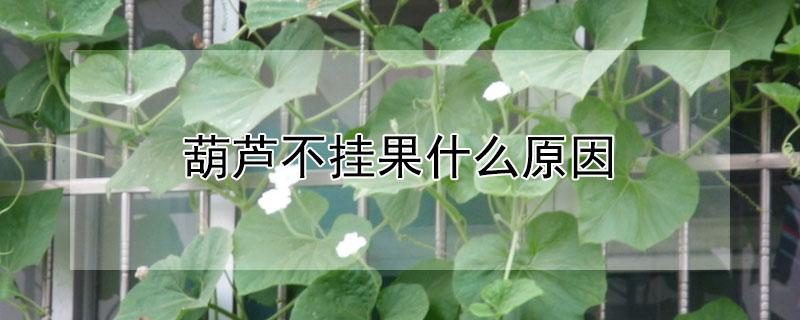 葫芦不挂果什么原因（葫芦不挂果怎么回事）