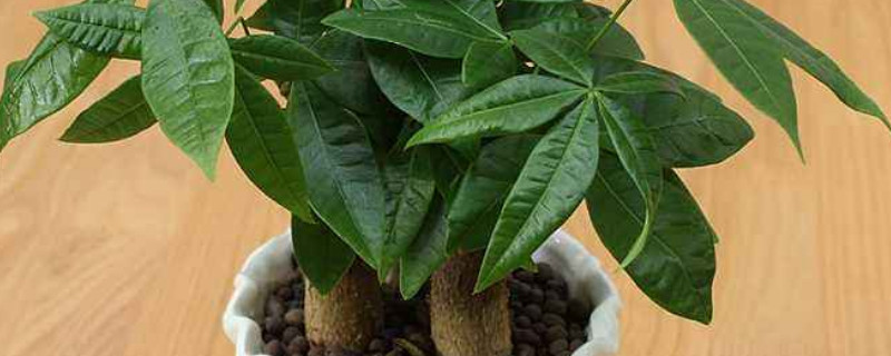 刚移栽的植物要马上浇水吗 刚移植的盆栽需要浇水吗