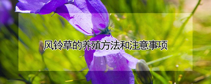 风铃草的养殖方法和注意事项 日本风铃草的养殖方法和注意事项