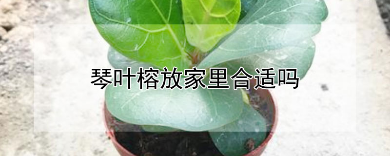 琴叶榕放家里合适吗（琴叶榕可以放家里吗）
