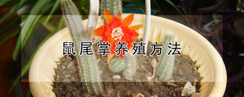 鼠尾掌养殖方法 鼠尾掌怎么养