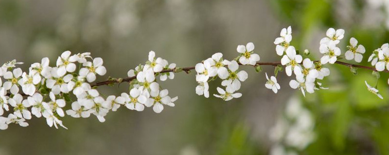 满天星花谢后如何处置 满天星花开谢了,需要怎么办