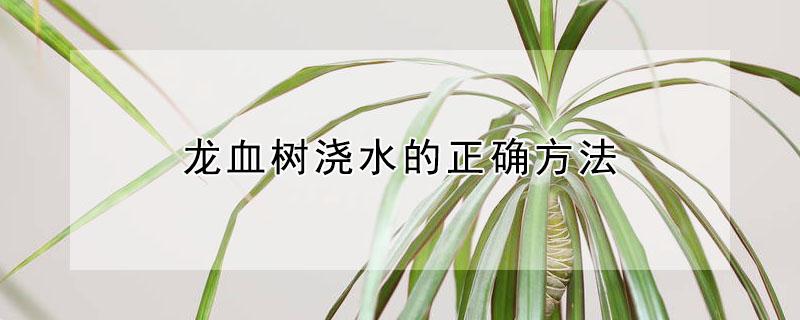 龙血树浇水的正确方法 龙血树用什么水浇好