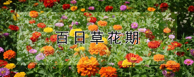 百日草花期（百日草花期多长时间）