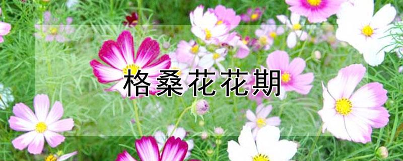 格桑花花期（格桑花花期多久）