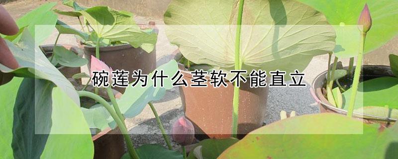 碗莲为什么茎软不能直立（碗莲的茎发软立不起来）