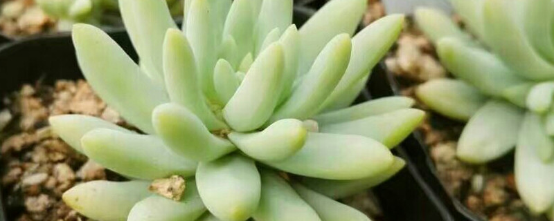 多肉树冰怎么繁殖 冰梅多肉怎么繁殖