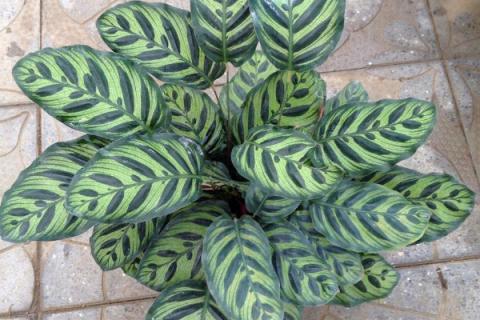 孔雀竹芋多久浇一次水