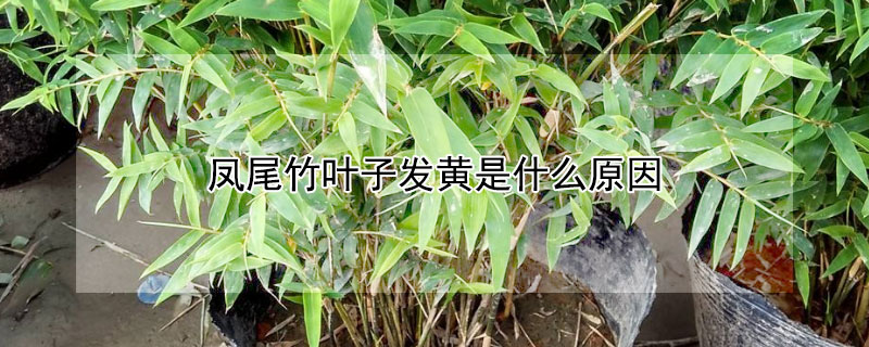 凤尾竹叶子发黄是什么原因（凤尾竹叶子黄是怎么回事）