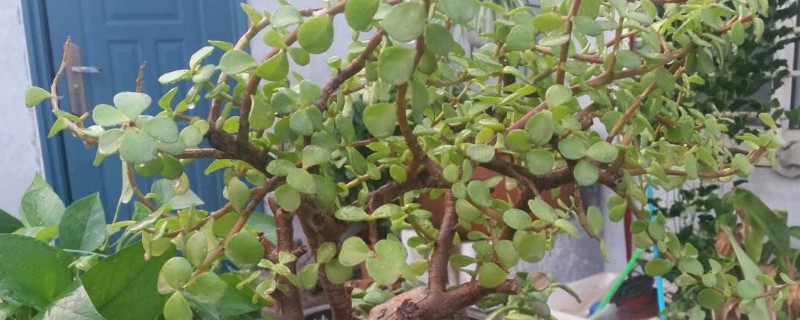 金枝玉叶叶子发黄掉落是什么原因 金枝玉叶的叶子黄了是怎么回事