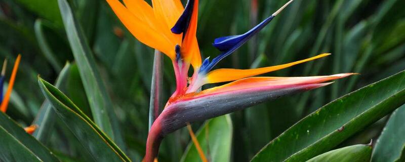 天堂鸟花怎么养才开花（天堂鸟开花后的养植）