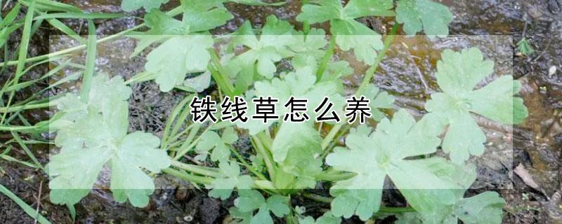 铁线草怎么养（铜线草怎么养）