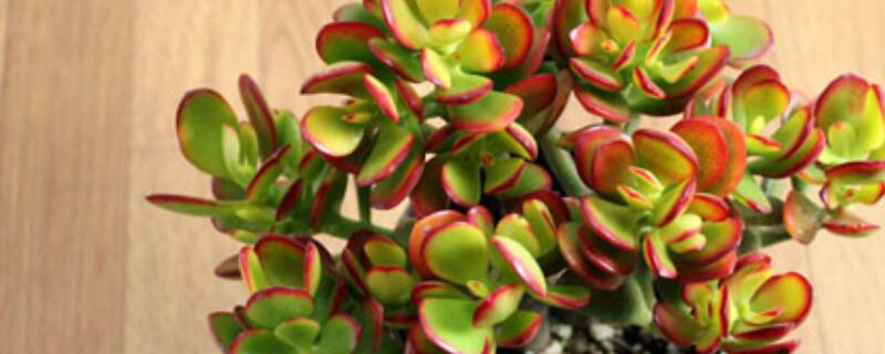 黄金花月如何修剪（黄金花月怎么剪枝）