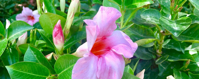 飘香藤浇水过多怎么办（飘香藤浇水过多的症状）