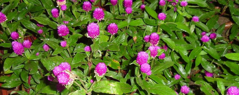 盆栽千日红的养殖方法（百日红盆栽养殖方法）