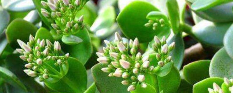 景天树如何修剪 景天树怎么修剪