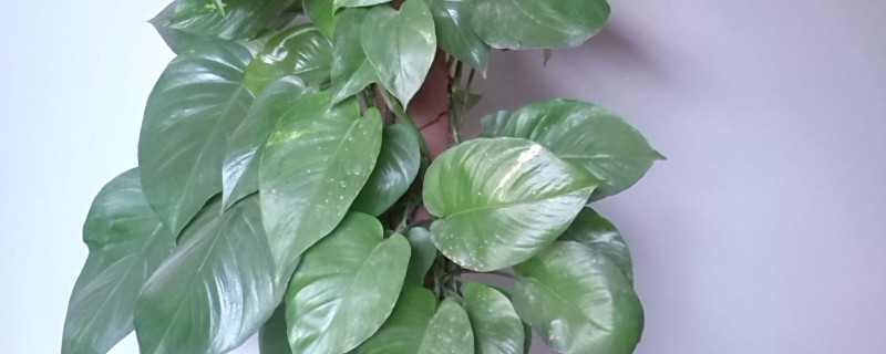 心叶藤养殖方法和修剪（心叶藤的养殖方法）