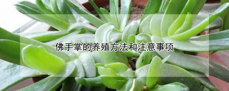 佛手掌的养殖方法和注意事项 佛手掌的养殖方法