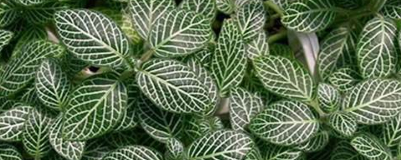 网纹草的养殖方法和注意事项（网纹草的养殖方法和注意事项有哪些）