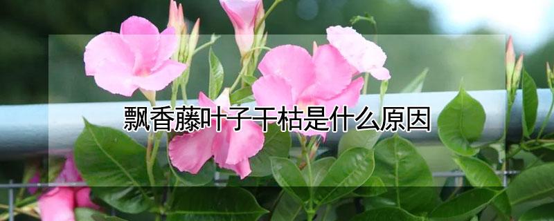 飘香藤叶子干枯是什么原因（飘香藤叶子全部干枯是啥原因）