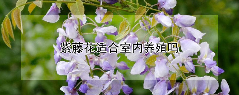 紫藤花适合室内养殖吗（紫藤花室内可以养吗）