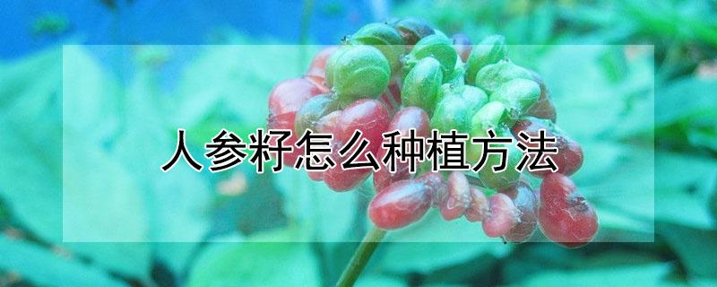 人参籽怎么种植方法(人参花籽怎么种)