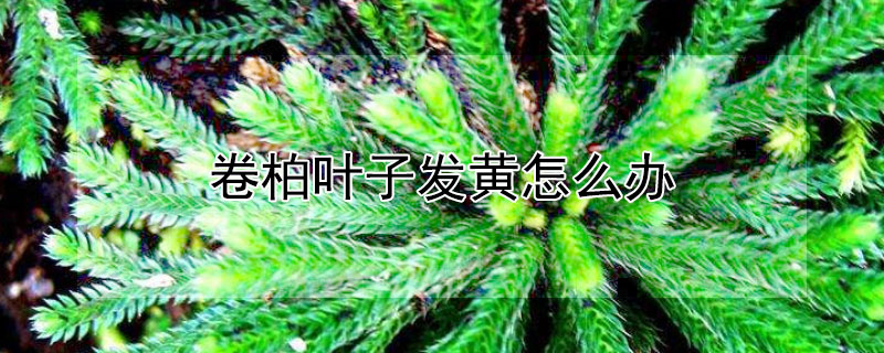 卷柏叶子发黄怎么办 卷柏的叶子变黄变黑