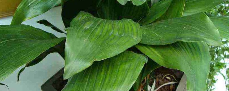 一叶兰换盆注意事项(一叶兰什么季节换盆)