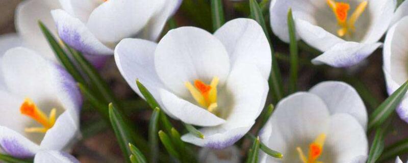 风铃花盆栽的养殖方法 风铃花盆栽养护