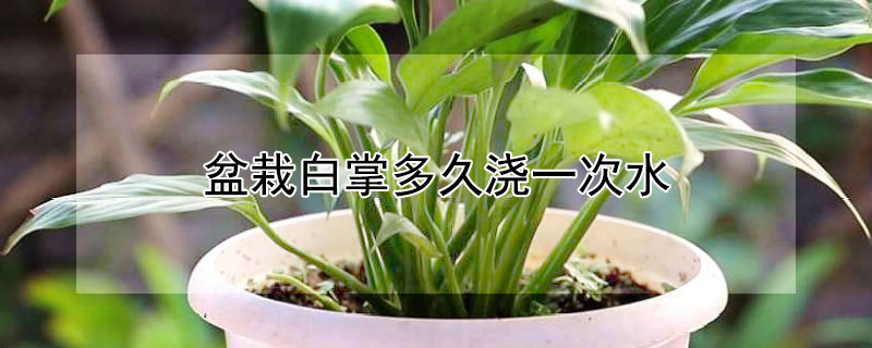 盆栽白掌多久浇一次水（白掌多久浇一次水合适）