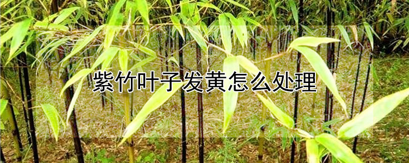 紫竹叶子发黄怎么处理 紫竹黄叶怎么回事