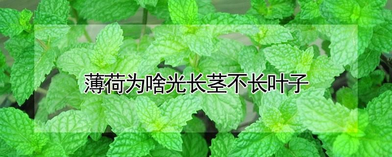 薄荷为啥光长茎不长叶子 薄荷光长茎不长叶子