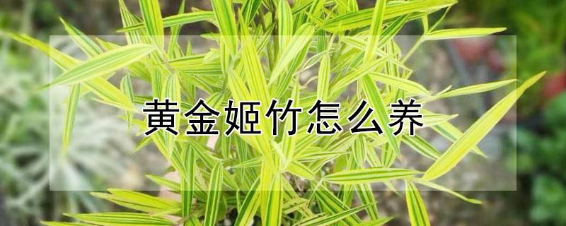 黄金姬竹怎么养 黄金姬竹的养殖方法和注意事项