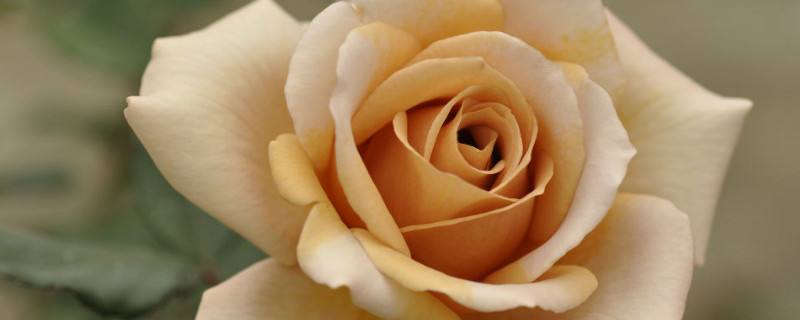 欧月玫瑰的养殖方法 欧月玫瑰的养殖方法和注意事欧月底下的叶子发黄