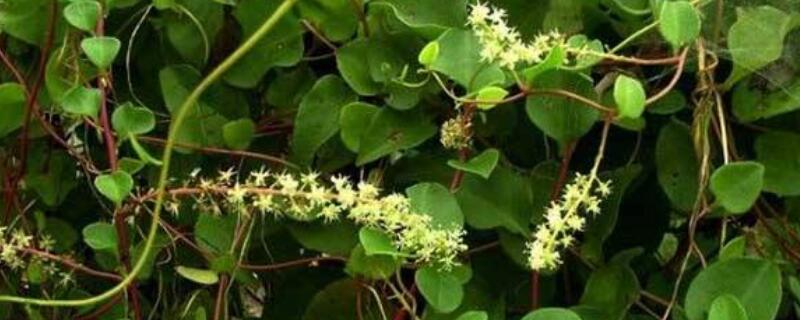 藤三七的养殖方法和注意事项 藤三七怎么养殖方法