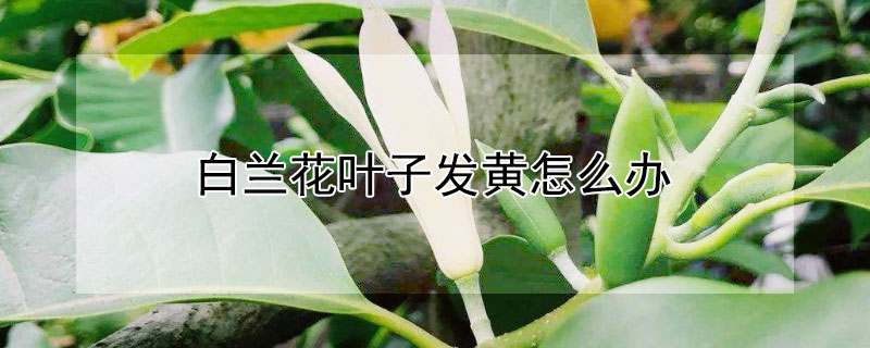 白兰花叶子发黄怎么办 白兰花有黄叶怎么办