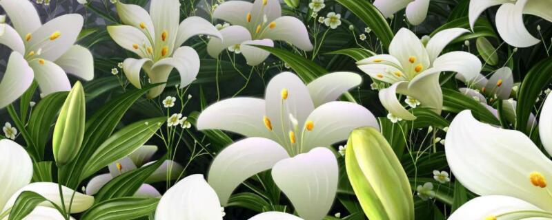 夏季如何养鲜花 夏天如何养鲜花