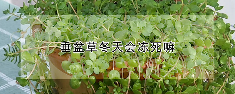 垂盆草冬天会冻死嘛（垂盆草冻死了春天能发芽吗）