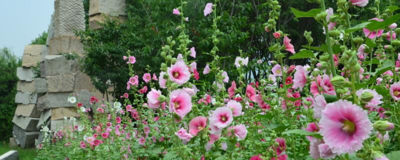 蜀葵开花后怎样修剪 蜀葵如何修剪